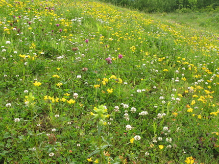 Hay meadow by Lee Schofield