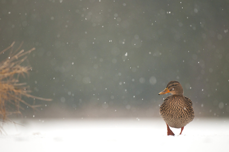 Mallard, image Andrew Parkinson 2020VISION