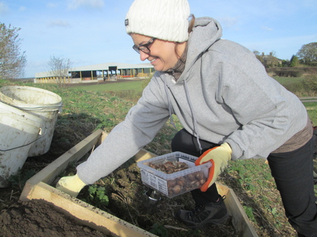 Northumberland Wildlife Trust volunteer Michelle Thompson helping with the bulb planting, image Lynette Friend