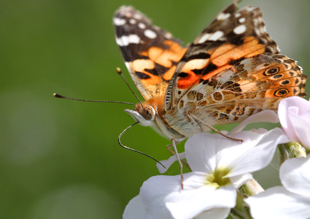 Painted lady - Jon Hawkins - Surrey Hills Photography