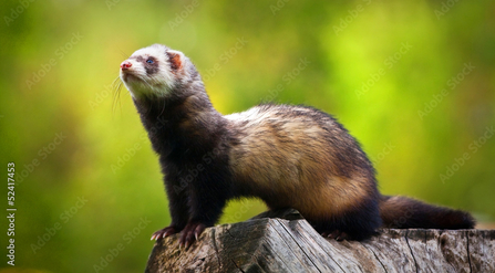 Insert ferret, Image by Adobe