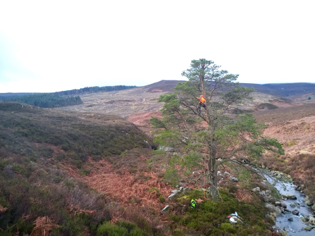 Wildwood tree climbing - Graham Holyoak