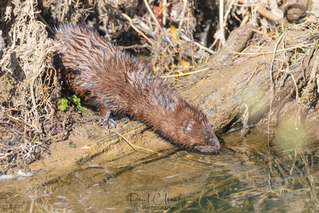 Mink Deerness, image by Paul Cleasby