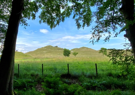 Northumberlandia from woodland - NWT