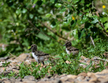 Oystercatchers at EGGER Hexham, image EGGER Hexham