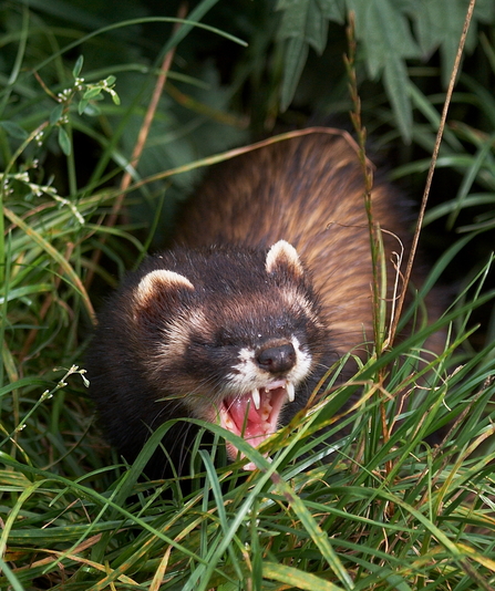 Polecat, Image by Elliot Smith