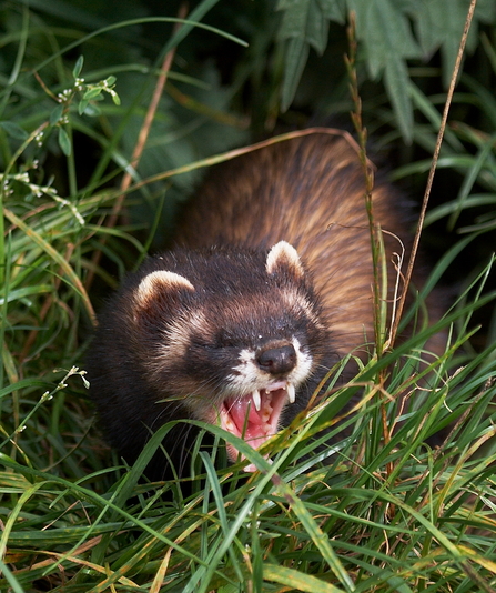 Polecat, Image by Elliot Smith