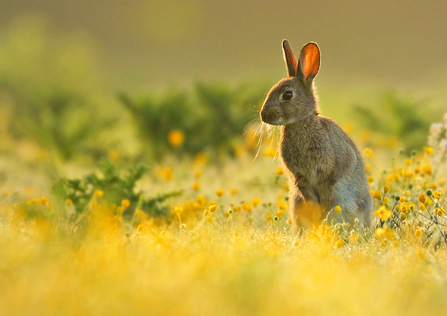 Rabbit, Image by Jon Hawkins