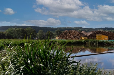 Reed beds at EGGER Hexham that are part of the sustainable urban drainage system, image EGGER Hexham
