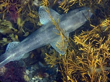 A small spotted catshark found in Beadnell, Northumberland. Photo by Emma Preston/@north_sea_scuba