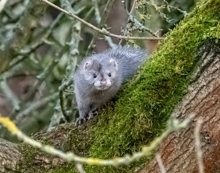 Silver mink, image by Roger Simpson