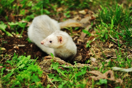 Ferret, Image by Pexels