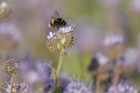 Buff-tailed bumble bee