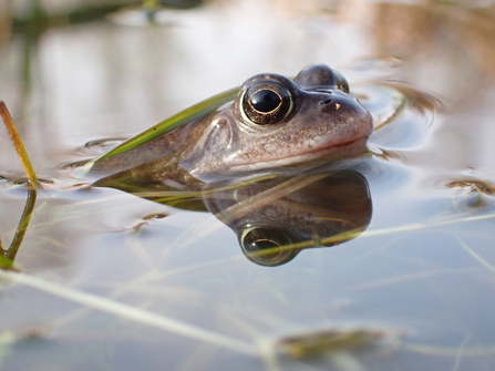 Frog in pond