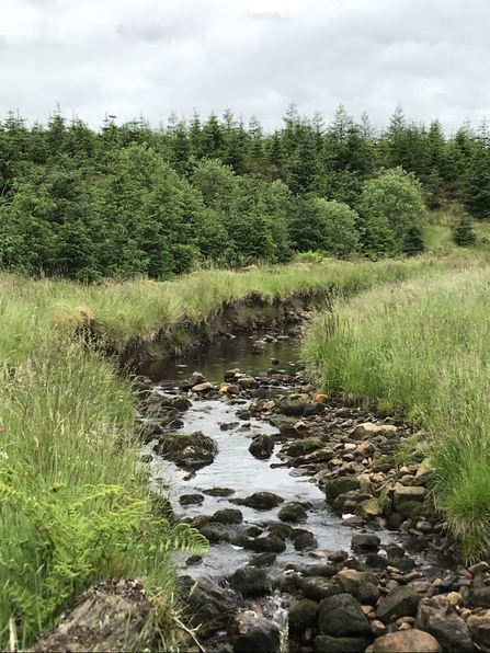 A small stream with grass on either side, leading towards a woodland area