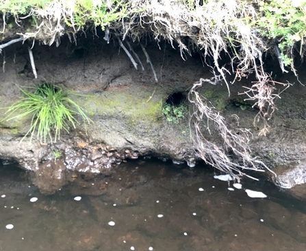 Image of a bank with a small burrow in the side.