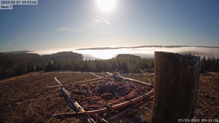 Nest 7 awaiting the return of the ospreys (7 March 2022), image Kielder Water & Forest Park