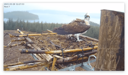 Windswept osprey in 2021, image Forestry England