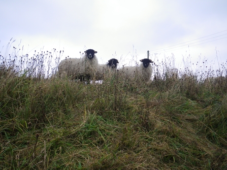 Image of three Flexigraze sheep stood in a row at the stop of a small hill, with a cloudy sky behind them.
