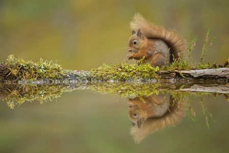 Red squirrel, image Mark Hamblin 2020VISION