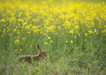 Image of a brown hair emerging out of a field of rapeseed.