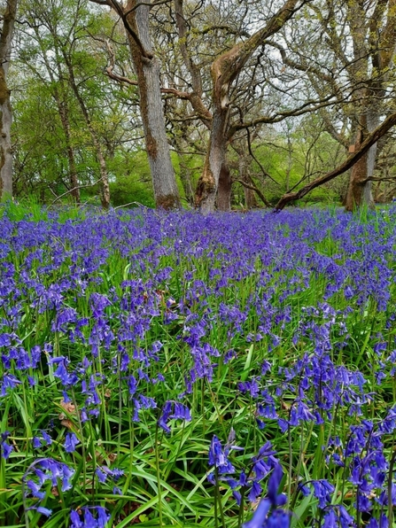 Image of a woodland floor, carpeted with hundreds of bluebells.