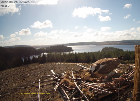 Osprey on Nest 7. Image by Kielder Water & Forest Park.