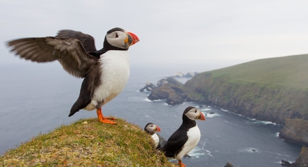 Puffins.  Image by Mark Hamblin 2020VISION.