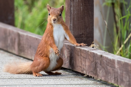 A red squirrel stood on its back legs on a wooden bridge, with its paw resting on a wooden railing.