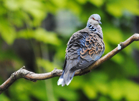 Turtle dove on a branch.