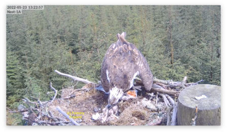 Kielder ospreys 2022