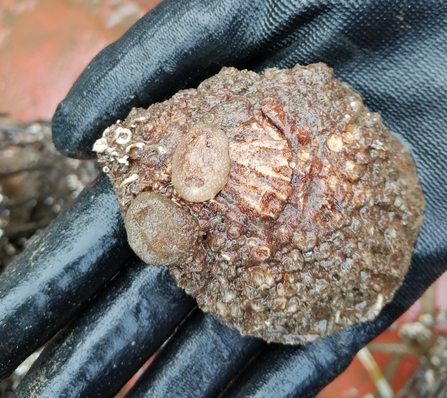 A close-up image of a native oyster, being held in a hand with a black glove on, with two nudibranchs attached.