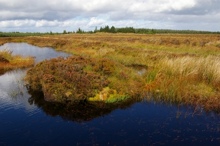 Bell Crag Flow, one of the Border Mires, by Duncan Hutt