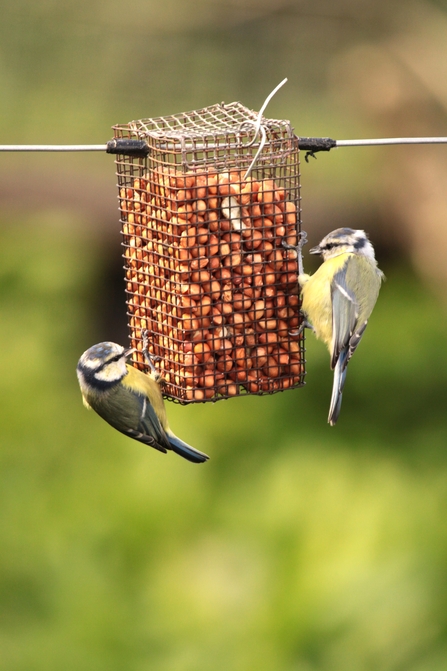 Image of two blue tits on a bird feeder, with a blurred greenery background.