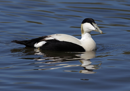 Male Eider Duck in the North Sea. Image by Gillian Day.