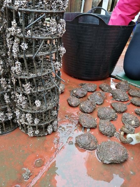 Image of native oysters from the Wild Oyster Project volunteer day being separated from their nurseries and checked. The nurseries can be seen on the left hand side of the image, and on the right hand side you can see oysters laid out on the floor in the foreground being checked, and a black garden bucket behind them. A volunteer is seen kneeling on the floor with one arm reaching into the bucket.