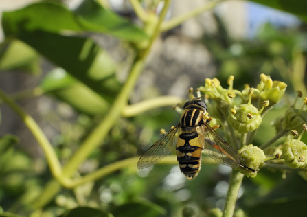 Striped hoverfly, image Nick Upton/2020VISION.