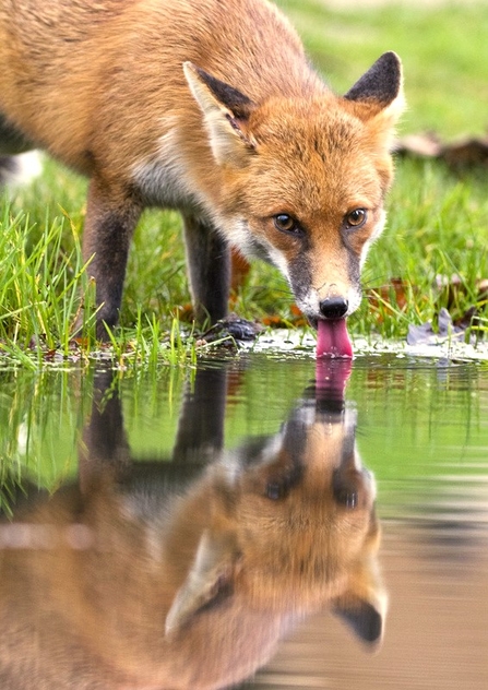 Image of a red fox standing in grass and taking a drink from a puddle with it's reflection visible in the water, whilst looking at the camera.