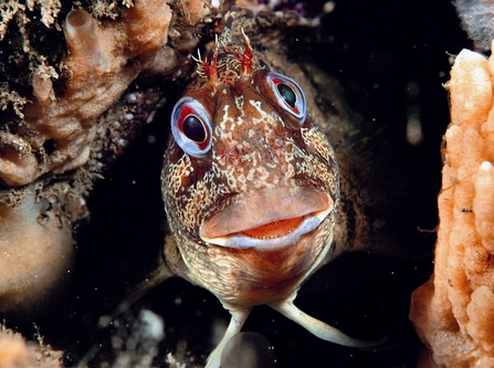 Tompot blenny. Image by Paul Naylor.