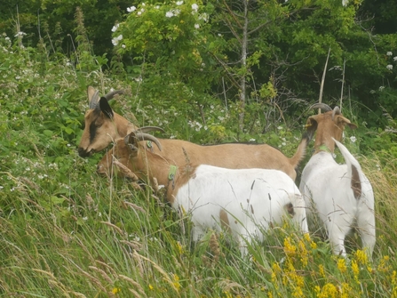 Goats East Chevington - David Wilde Wilde Farm Ponteland