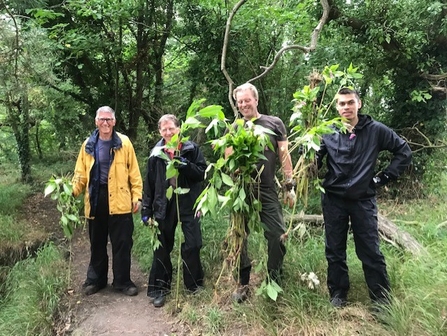 Volunteers clearing Himalayan balsam at Close House