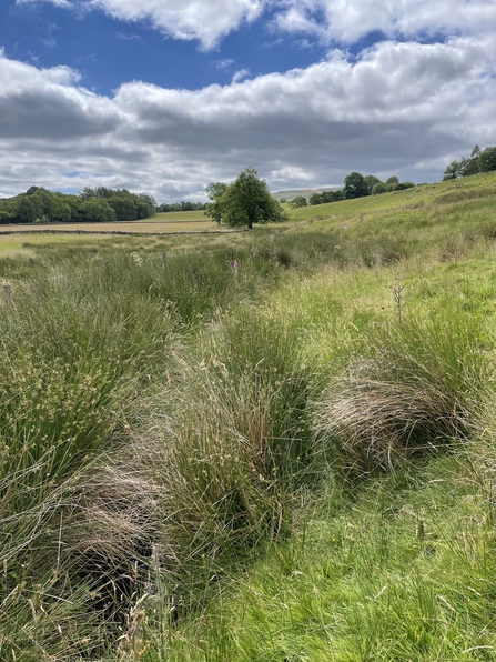 Dense rushes surrounding a watercourse by Emily Marshall