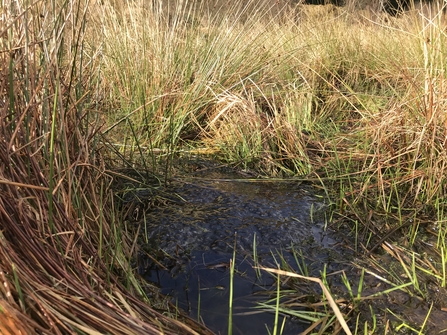 Frogspawn in a bit of boggy rush pasture