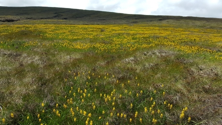 Bog asphodel at Whitelee Moor - Image by Geoff Dobbins