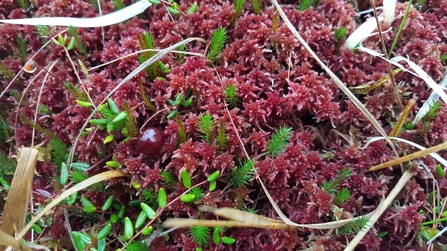 Hummel knowe sphagnum capillifolium at Whitelee Moor - Geoff Dobbins