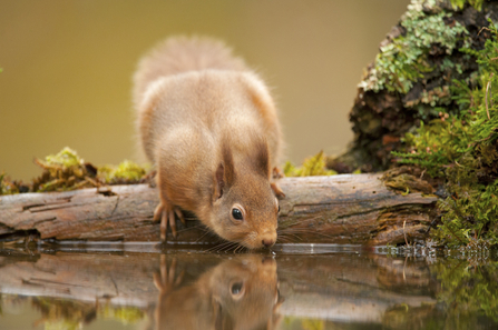 Red squirrel - Mark Hamblin/2020VISION