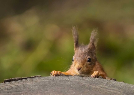 Red squirrel - Andrew Nayler