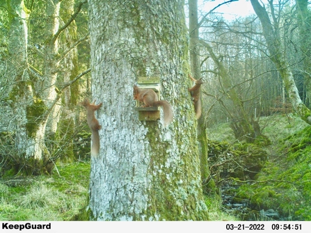 Red Squirrels - Matt Stuart