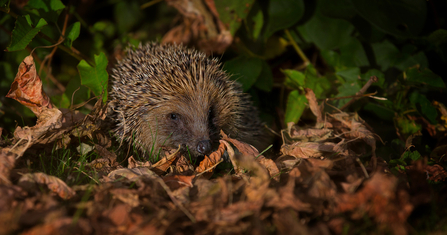 Hedgehog - Surrey Hills Photography