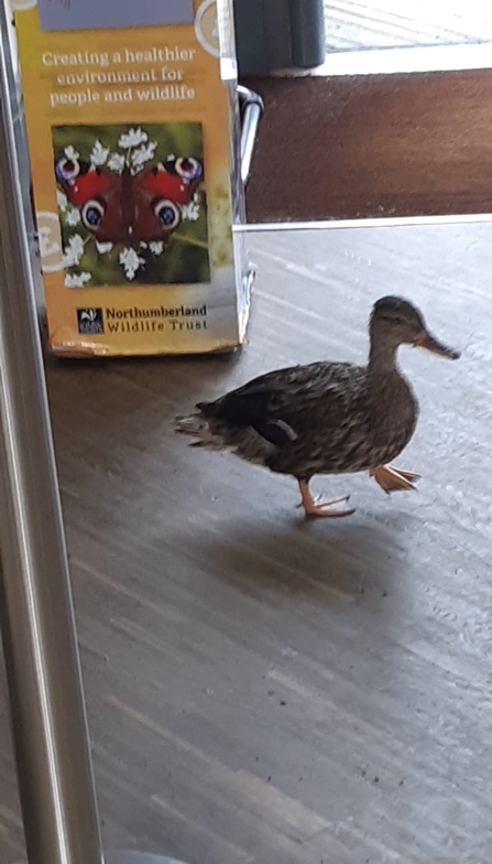 Nosey mallard hen.  Image by Caz Mcmahon.